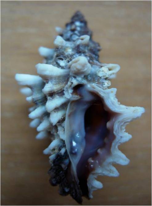 Muricopsis cristata o Muricopsis cevikeri??